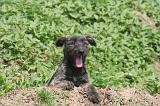 BOUVIER DES ARDENNES 365